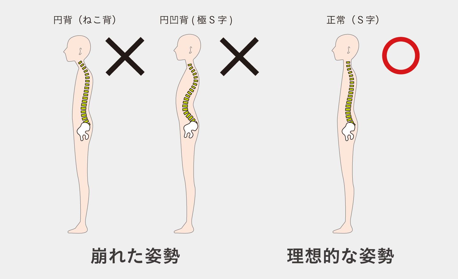 上半身の疲れ、その原因は骨盤かもしれません