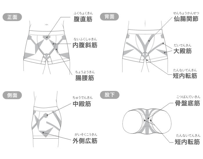 男性用機能性ショーツの筋肉へのアプローチ説明図