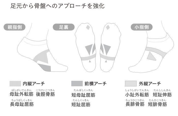 機能性ソックスの筋肉へのアプローチ説明図