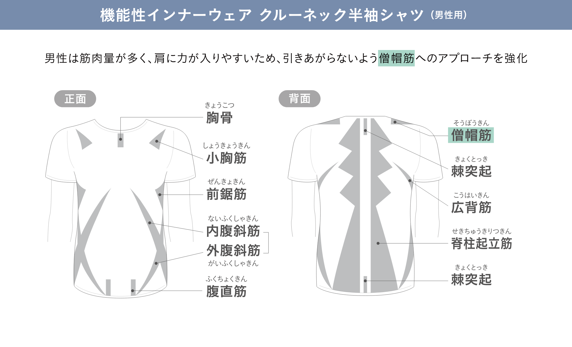 低筋圧理論とは？