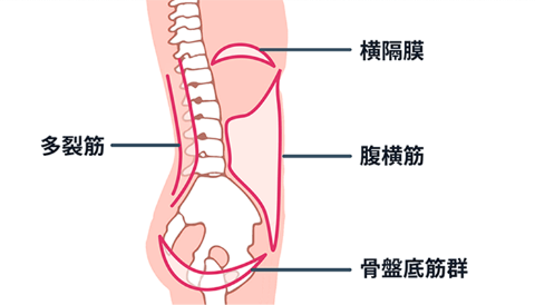 背骨S字カーブ解剖図