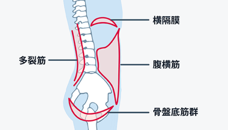 背骨S字カーブ解剖図